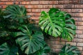 Lush green monstera leaves contrast against a textured brick wall.
