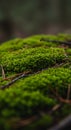 Lush Green Moss Closeup with Pine Needles Royalty Free Stock Photo