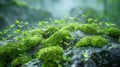 A lush green moss covered rock with a few small plants growing on it Royalty Free Stock Photo