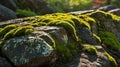 Green Moss and Small Red Bugs Thriving on the Surface of a Wet Rock on Sunny Day Royalty Free Stock Photo
