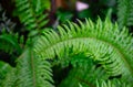 Lush green moss forest with old tree with fern Royalty Free Stock Photo