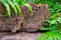 Lush green moss forest with old tree with fern Royalty Free Stock Photo