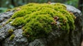 Lush green moss thrives vibrantly on ancient grey rock texture in a serene forest setting Royalty Free Stock Photo