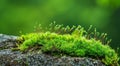 Lush green moss thriving on a rock in a moist environment