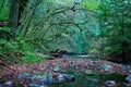 Lush green mossy vegetation and fallen leaves in the stream in Gowland Todd Provincial Park