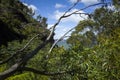 Lush green mountain rainforest with eucalyptus trees Royalty Free Stock Photo