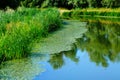 Lush green nature scene with willow trees reflecting on the water surface of small fishing lake with blue sky