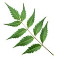 Lush Green Neem Leaf Branch on White isolated on white background Royalty Free Stock Photo