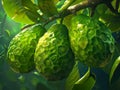 Lush Green Noni Fruits Hanging on Branch in Tropical Sunlight, Exotic Morinda Citrifolia Close up