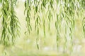 Lush green osier leaves hanging down, natural background, ecology concept Royalty Free Stock Photo