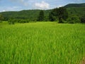 Lush green paddy field Royalty Free Stock Photo