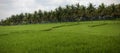 Lush green paddy field close up Royalty Free Stock Photo