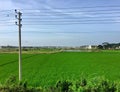 Lush green paddy fields on the outskirts of Davengere