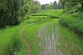 Lush green paddy fields & rice cultivation