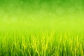 Lush green paddy in rice field. Spring and Summer Background Royalty Free Stock Photo