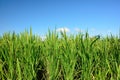 Lush green paddy in rice field. Spring and Autumn Background Royalty Free Stock Photo