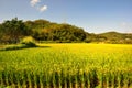 Lush green paddy in rice field. Spring and Autumn Background Royalty Free Stock Photo