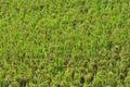 Lush green paddy in rice field. Spring and Autumn Background Royalty Free Stock Photo