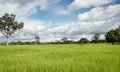 Lush green paddy in rice field. Spring Royalty Free Stock Photo