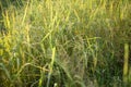 Lush green paddy in rice field. Spring Royalty Free Stock Photo