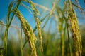 Lush green paddy in rice field. Spring Royalty Free Stock Photo