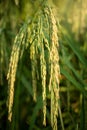 Lush green paddy in rice field. Spring Royalty Free Stock Photo