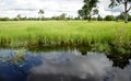 Lush green paddy in rice field. Spring and Summ Royalty Free Stock Photo