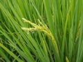 Lush green paddy rice in rice field, Spring and Summer Background Royalty Free Stock Photo