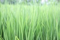 Lush green paddy in rice field. Soft spring and Summer Background. Blurry nature abstract backgrounds Royalty Free Stock Photo