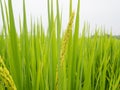 Lush green paddy rice in rice field. Spring and Summer Background Royalty Free Stock Photo