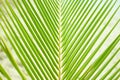 Lush green palm branch