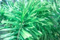 Lush green palm branch, tropical vegetation