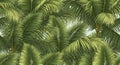 Lush green palm fronds create a dense tropical foliage background pattern leaves Royalty Free Stock Photo