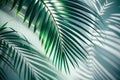Lush green palm leaf casts shadows on a light teal wall Royalty Free Stock Photo