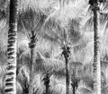 Palm Tree Fronds Black and White Royalty Free Stock Photo