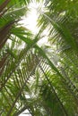 Lush, green palm tree leaves canopy in the jungle. Low angle view. Royalty Free Stock Photo