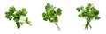 A lush green Parsley bunch collection, created by Generative AI