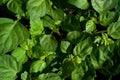 Lush Green Patchouli Plant Leaves