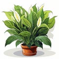 Lush Green Peace Lily Plant in Terracotta Pot Illustration.