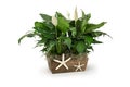 Green Plant in a Wood Box with Starfish white flowers - Peace Lily Spathiphyllum White Space Royalty Free Stock Photo