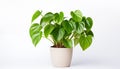 A lush green Philodendron with heart-shaped leaves isolated, white background