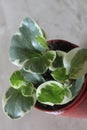 Peperomia marble 1015