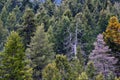 Lush Green Pine Forest Forrest Environment Preservation Royalty Free Stock Photo