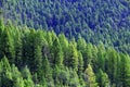 Lush Green Pine Forest Forrest of Trees in Wilderness Mountains Royalty Free Stock Photo
