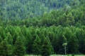 Lush Green Pine Forest Forrest of Trees in Wilderness Mountains Royalty Free Stock Photo