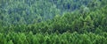 Lush Green Pine Forest Forrest of Trees in Wilderness Mountains Royalty Free Stock Photo