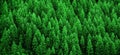 Lush Green Pine Forest of Trees Mountainside Wilderness Environment Royalty Free Stock Photo