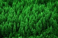 Lush Green Pine Forest of Trees Mountainside Wilderness Environment Royalty Free Stock Photo