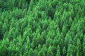 Lush Green Pine Forest of Trees Mountainside Wilderness Environment Royalty Free Stock Photo