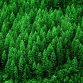 Lush Green Pine Forest of Trees Mountainside Wilderness Environment Royalty Free Stock Photo